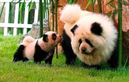 No es lo que parece. Dos perros chow chow, que se asemejan a dos osos panda, en Zhengzhou (China).