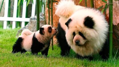 No es lo que parece. Dos perros chow chow, que se asemejan a dos osos panda, en Zhengzhou (China).