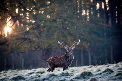 Un ciervo sobre la hierba helada en North Yorkshire (Inglaterra), el 6 de noviembre de 2017.