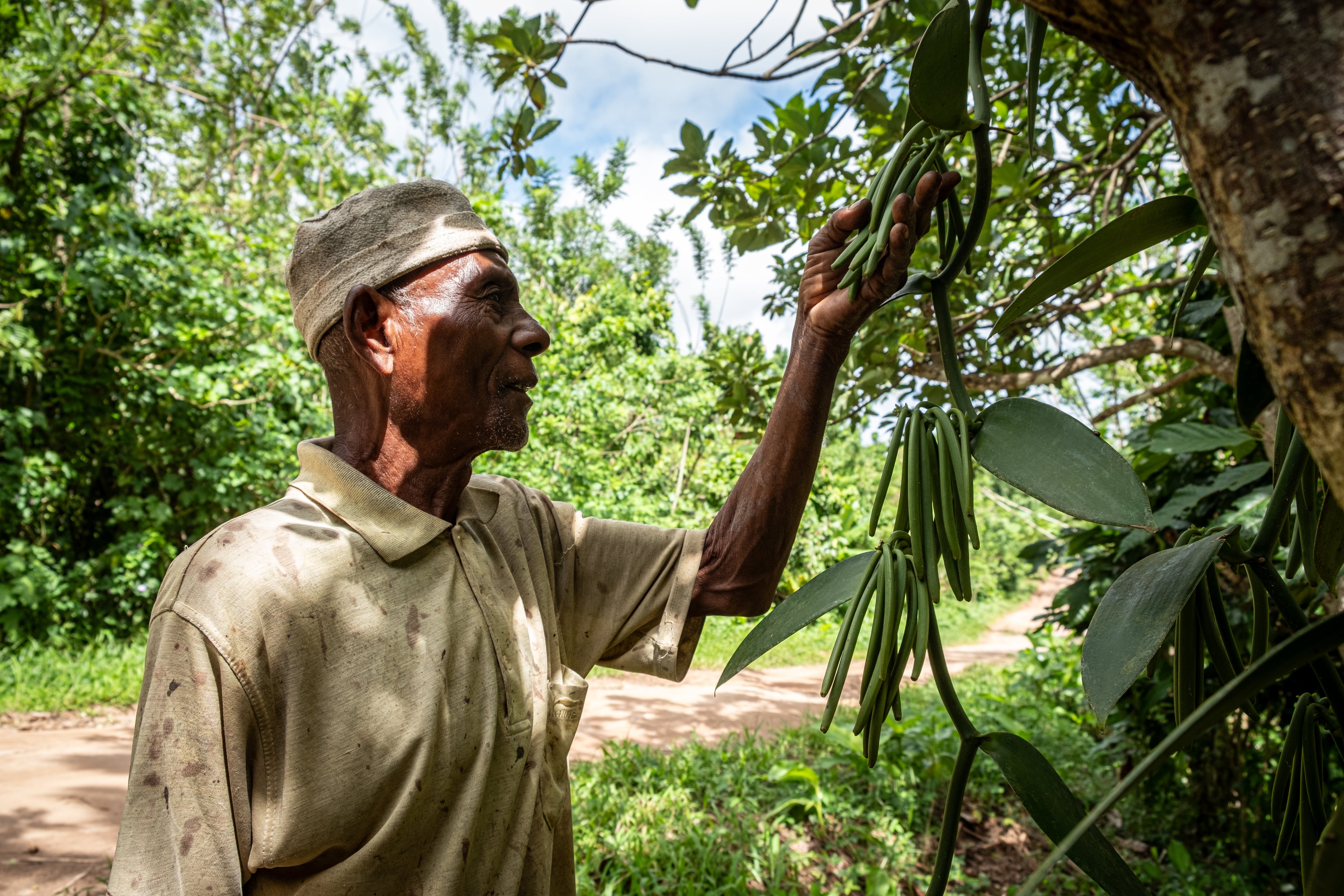Didier Peter, un agricultor de vainilla de 75 años, cultiva vainilla en un pequeño terreno junto a la carretera que va de Ambatomenavava a Sambava, Madagascar, el 25 de mayo de 2025.