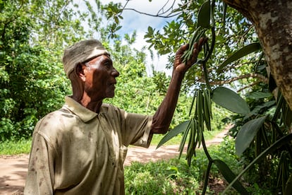 Didier Peter, 75-letni plantator wanilii, uprawia wanilię na małej działce wzdłuż drogi z Ambatomenavava do Sambava na Madagaskarze, 25 maja 2025 r.