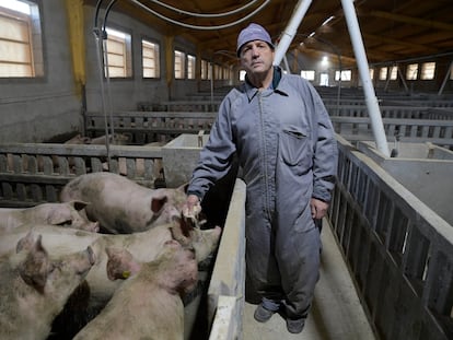 Alfredo Artero, en su explotación ganadera en Lorca. Tiene una granja con más de 1.000 cerdos, según el cuenta con 201 denuncias de vecinos de alrededor.