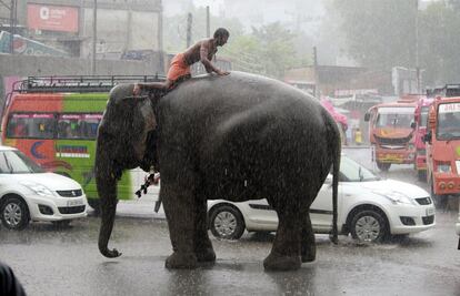 Un hombre permanece sentado sobre un elefante durante un día de fuertes lluvias en Jammu, capital de invierno de la Cachemira india. 