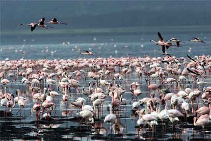 Cientos de miles de flamencos se concentran en las orillas del lago Nakuru, uno de los lugares más fascinantes del mundo para ver aves.