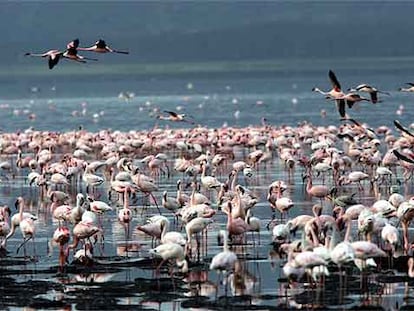 Cientos de miles de flamencos se concentran en las orillas del lago Nakuru, uno de los  lugares más fascinantes del mundo para ver aves.