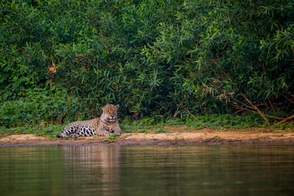 Un jaguar macho tumbado en una playa del río Cuiaba, cerca de Porto Jofre, en el Estado de Mato Grosso, Brasil.