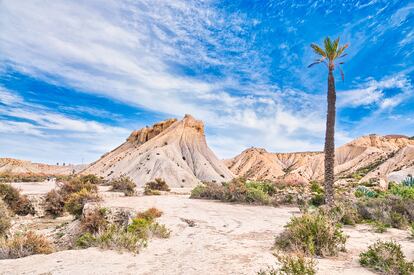 El Oeste no tan lejano del desierto de Tabernas (Almera). Aislado de las borrascas atlnticas por la sierra de los Filabres, que se yergue colosal al norte, y de los vientos hmedos del Mediterrneo por la de Alhamilla, que lo hace al sur, el desierto de Tabernas es una hoya que el sol calienta ms de 3.000 horas al a?o. Es una hoya de areniscas blandas y frgiles margas miocnicas en las que la erosin ha labrado torreones cenicientos, crcavas desgarradas y mesas peladas, escenario idneo para rodar como se ha hecho docenas de pelculas del Oeste de bajo presupuesto. De todos los decorados cinematogrficos que salpican el desierto, el ms famoso y entretenido de visitar es el MiniHollywood Oasys, la antigua Yucca City, que el director italiano Sergio Leone construy para rodar La muerte tena un precio (1965). Todos los das, a las 12.00 y a las 17.00, los especialistas organizan en sus calles polvorientas una tremenda ensalada de tiros, pu?etazos, galopadas, batacazos y ahorcamientos, con la banda sonora de El bueno, el feo y el malo atronando por la megafona. Cuenta con un museo de Cine, lleno de afiches y viejos proyectores, y con otro de Carros, con diligencias y calesas que han honrado traseros tan magros e ilustres como los de Gary Cooper y Clint Eastwood. Salvo en verano (por el calor), se puede salir del MiniHollywood y ponerse a caminar siguiendo el llamado Sendero del Desierto (PR-A 269), una ruta circular de tres horas por la rambla de Tabernas y sus no menos ridos tributarios, barrancos que ofrecen al paseante el sombro resguardo de sus cantiles ribere?os y, muy de tarde en tarde, algn hilillo de agua, a cuyo arrimo proliferan los tarayes, los carrizos y las florecicas amarillas del tabaco moruno.