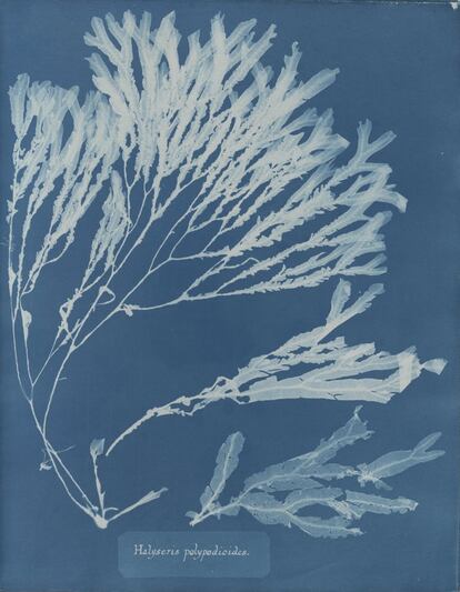 Halyseris polypodioides, de la Parte XII de Photographs of Bristish Algae - Cyanotypes Impressions, 1849-1850