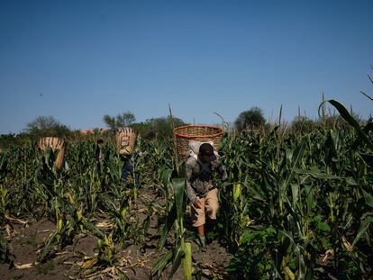 Trabajadores cosechan maíz en una granja de San Luis Potosí