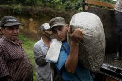 Fotografía del 14 de febrero de 2014 de campesinos durante su jornada de trabajo de recolección del café en Fredonia (Colombia).