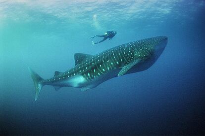 Un buceador nada junto a un gigantesco ejemplar de tiburón ballena, de unos 15 metros de largo, en las aguas de la isla de Darwin, en Galápagos.