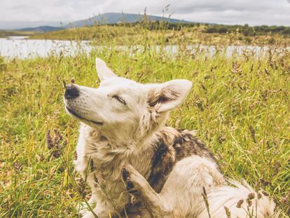 Ushuaia, Argentina - December 30th, 2011: a dog scratching in Gable Island of the Patagonian south.