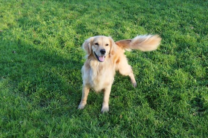 Golden Retriever en el césped