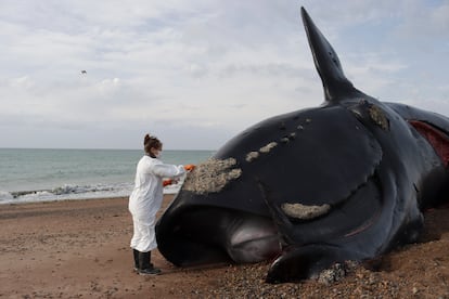 Una investigadora analiza el cadáver de una ballena muerta sobre una playa de la Península Valdés, en la provincia de Chubut (Argentina)