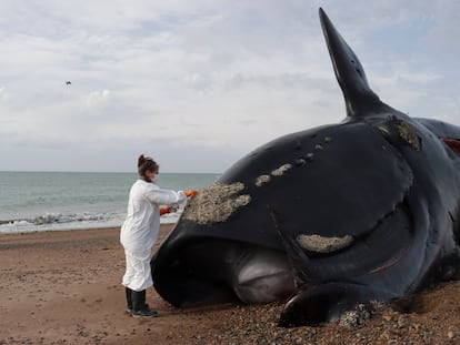 Una investigadora analiza el cadáver de una ballena muerta sobre una playa de la Península Valdés, en la provincia de Chubut (Argentina)