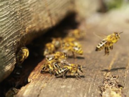 Los datos sobre la crisis de los insectos polinizadores son inconsistentes o no existen, lamentan los expertos europeos en una cumbre organizada en Bruselas