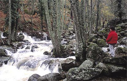 Robles, castaños, tejos, acebos y serbales acompañan los ríos del valle de Iruelas, en la sierra de Gredos.