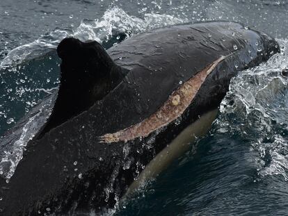 Un delfín herido en el Estrecho y con signos de cicatrización.