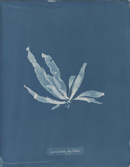 Laminaria phyllitis, de la Parte V de Photographs of British Algae,- Cyanotypes Impressions, 1844-1845