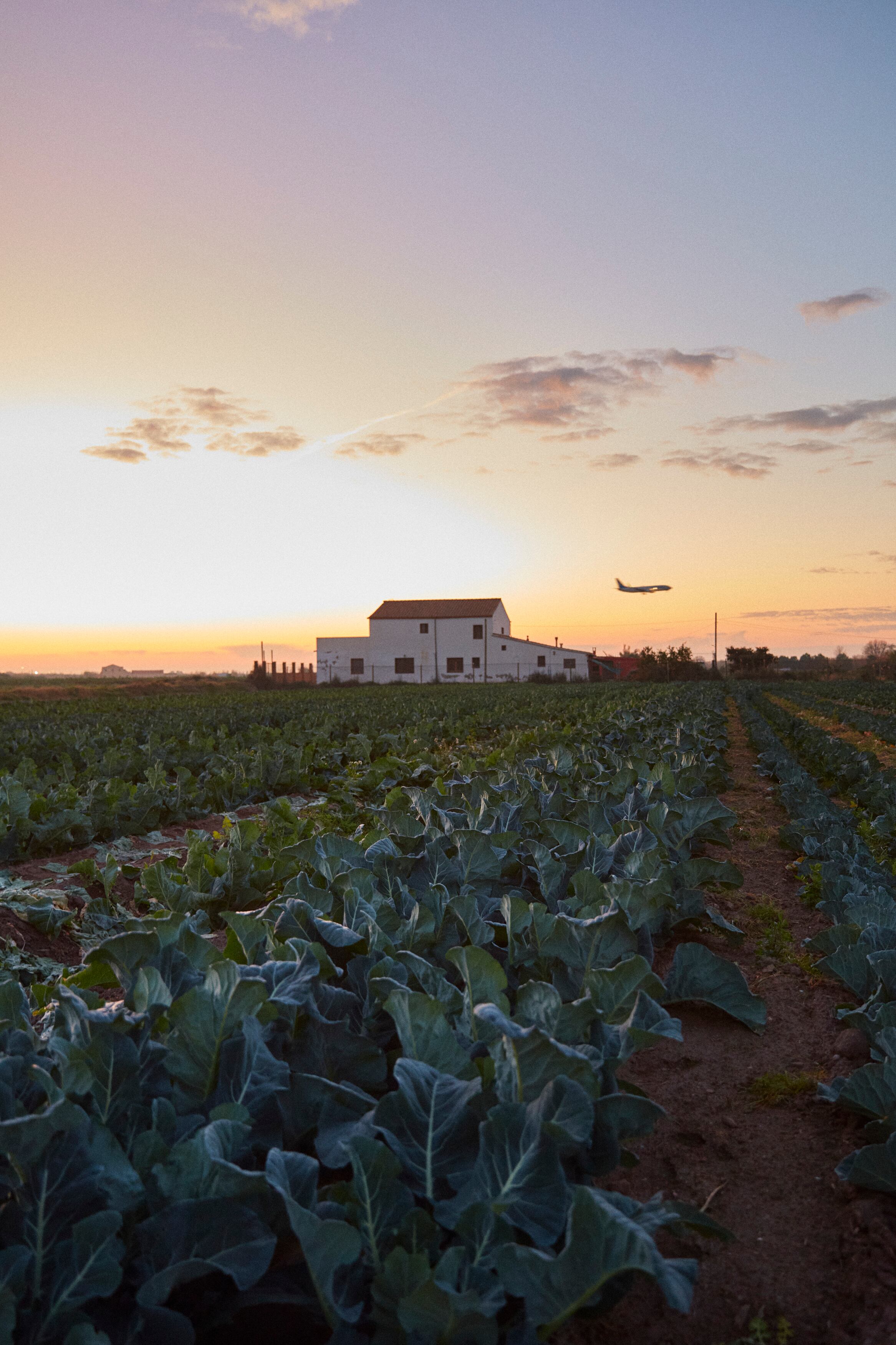 Un avión sobrevuela el campo de Mohamed Bousbiba y la masía Cal Miquel de l’Àgata.