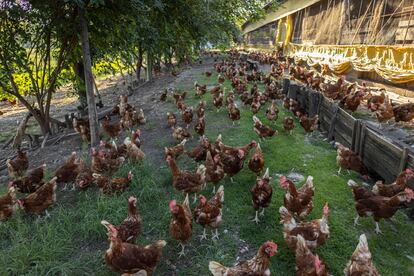 Gallinas camperas de las granjas orgánicas Korin.