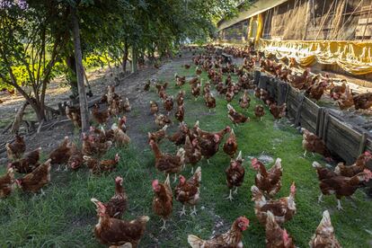 Gallinas camperas de las granjas orgánicas Korin. 