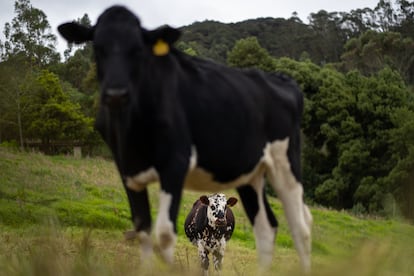 En la reserva natural, la ganadería sostenible se desarrolla con sistemas silvopastoriles intensivos.