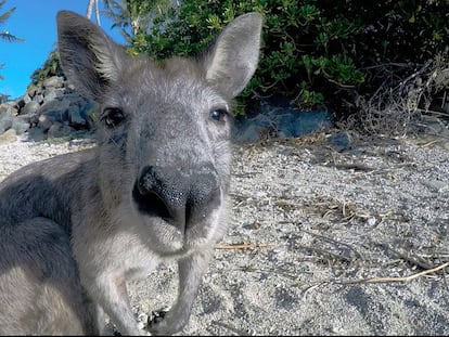 ¡Qué lejos está Australia!