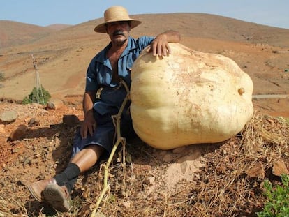 Francisco Estupiñán posa junto a la calabaza que ha cultivado en sus tierras.