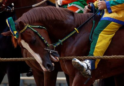 Horses of "Bruco" (Caterpillar) parish try to bite the rope before the start of the third practices for the Palio of Siena, Italy August 14, 2017. REUTERS/Stefano Rellandini  NO SALES.