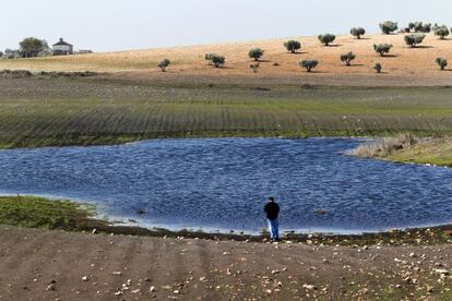 El agua subterránea vuelve a emerger en los Ojos del Guadiana pese a la sequía. La fotografía fue tomada en marzo pasado junto al molino de Zuacorta, en Ciudad Real.