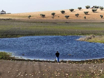 El agua subterránea vuelve a emerger en los Ojos del Guadiana pese a la sequía. La fotografía fue tomada en marzo pasado junto al molino de Zuacorta, en Ciudad Real.