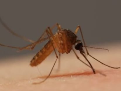 Câmera capta em altíssima definição o processo através do qual as fêmeas do mosquito incubam seus ovos