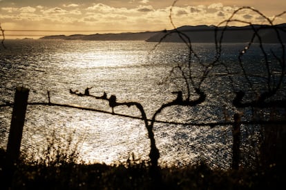 Atardecer en la finca Garbet.