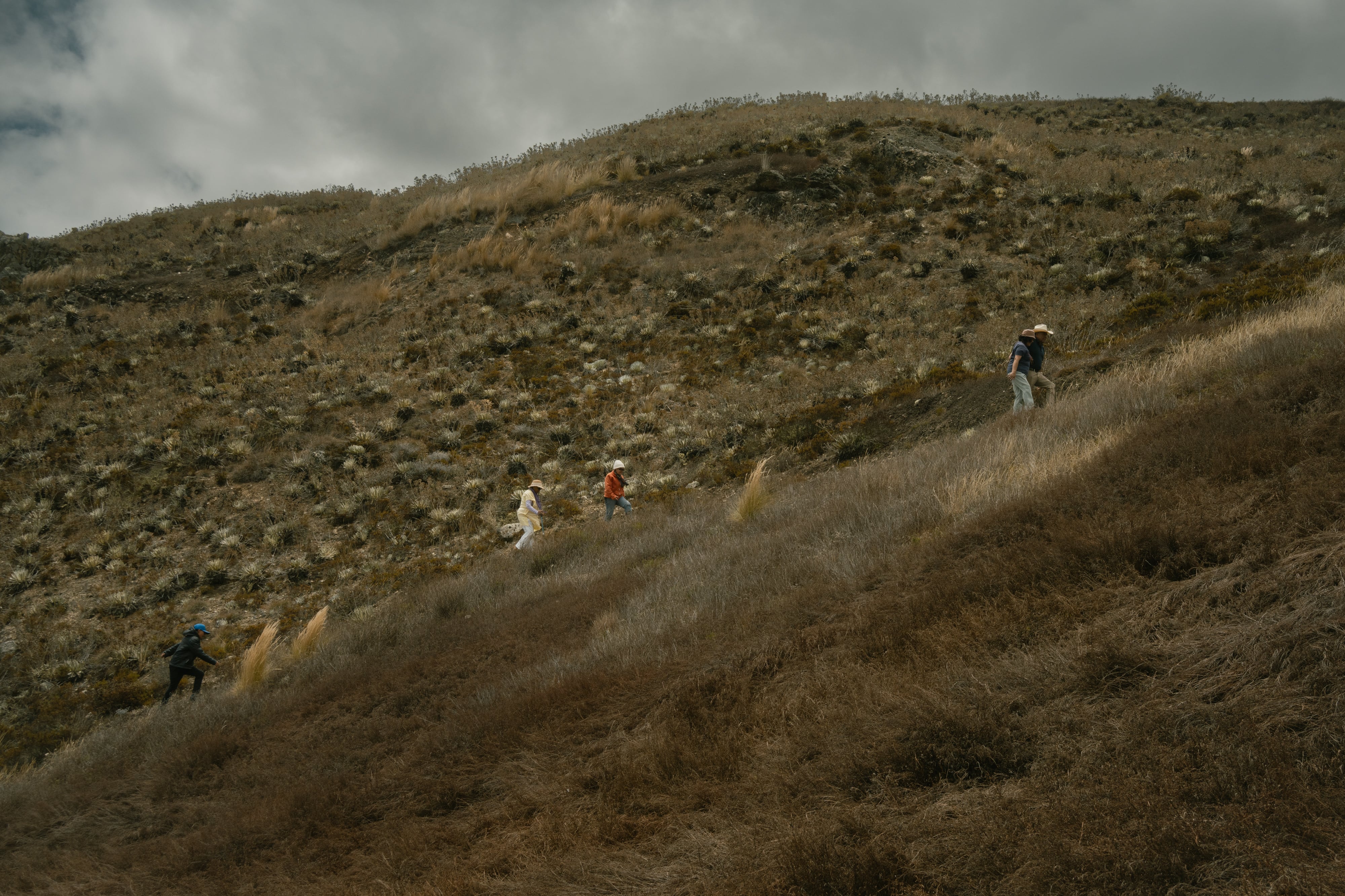 ‘Siembra de agua’: cuando la ciencia y los saberes ancestrales combaten la sequía en el páramo venezolano