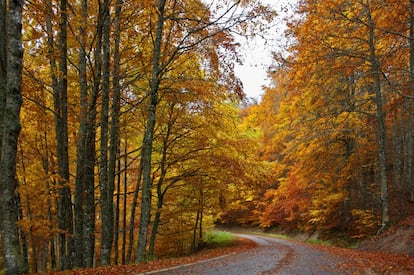 Paisaje otoñal en la Selva de Irati (Navarra), entre cuya fauna hay jabalíes, zorros, caballos, tejones o corzos.