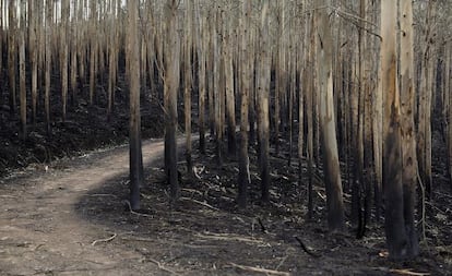 Monte quemado tras un incendio en diciembre en Vieénoles (Cantabria).