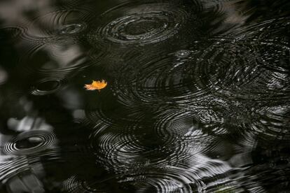 Una hoja flota en el río Düssel en Düsseldorf (Alemania), el 8 de octubre de 2015.