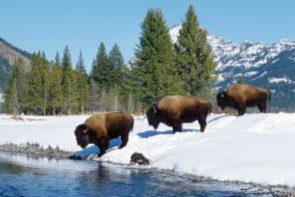 Bisontes americanos en el parque nacional de Yellowstone (Estados Unidos).