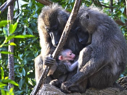 La cría de dril, junto a Abuja y Rafiki, sus padres.