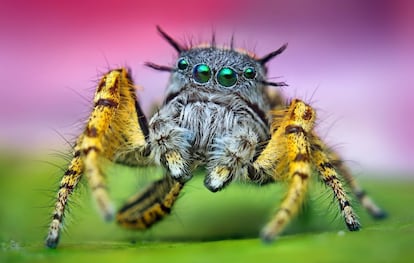 Ejemplar de la araña 'Phidippus mystaceus'.