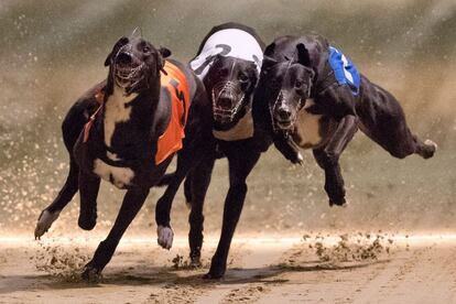 Unos galgos compìten en una carrera en el estadio de Wimbledon, en Londres (Reino Unido).