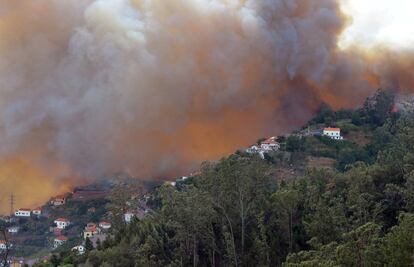 "En Portugal hay mucha monocultura, pero el eucalipto no es el problema, sino la flaca gestión forestal que se hace", matiza Barreira, que explica que existen muchos pequeños propietarios que no tienen recursos para "apostar por la prevención" en sus terrenos. Según el técnico, la existencia de dos grandes empresas de celulosa en el país —Altri y The Navigator Company— son la razón de que haya tantas plantaciones de eucalipto, que es materia prima para la fabricación de pasta de papel. El interés económico reside en el rápido crecimiento de este árbol. En la foto, un incendio forestal se acerca a las casas de Curral dos Romeiros, en las cercanías de Funchal, en la isla de Madeira (Portugal).