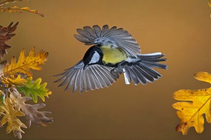 Ejemplar de carbonero común, <i>Parus major,</i> fotografiado en Fresno de Cantespino, Segovia. La imagen se hizo mediante un dispositivo que dispara la cámara automáticamente cuando detecta un posible objetivo.