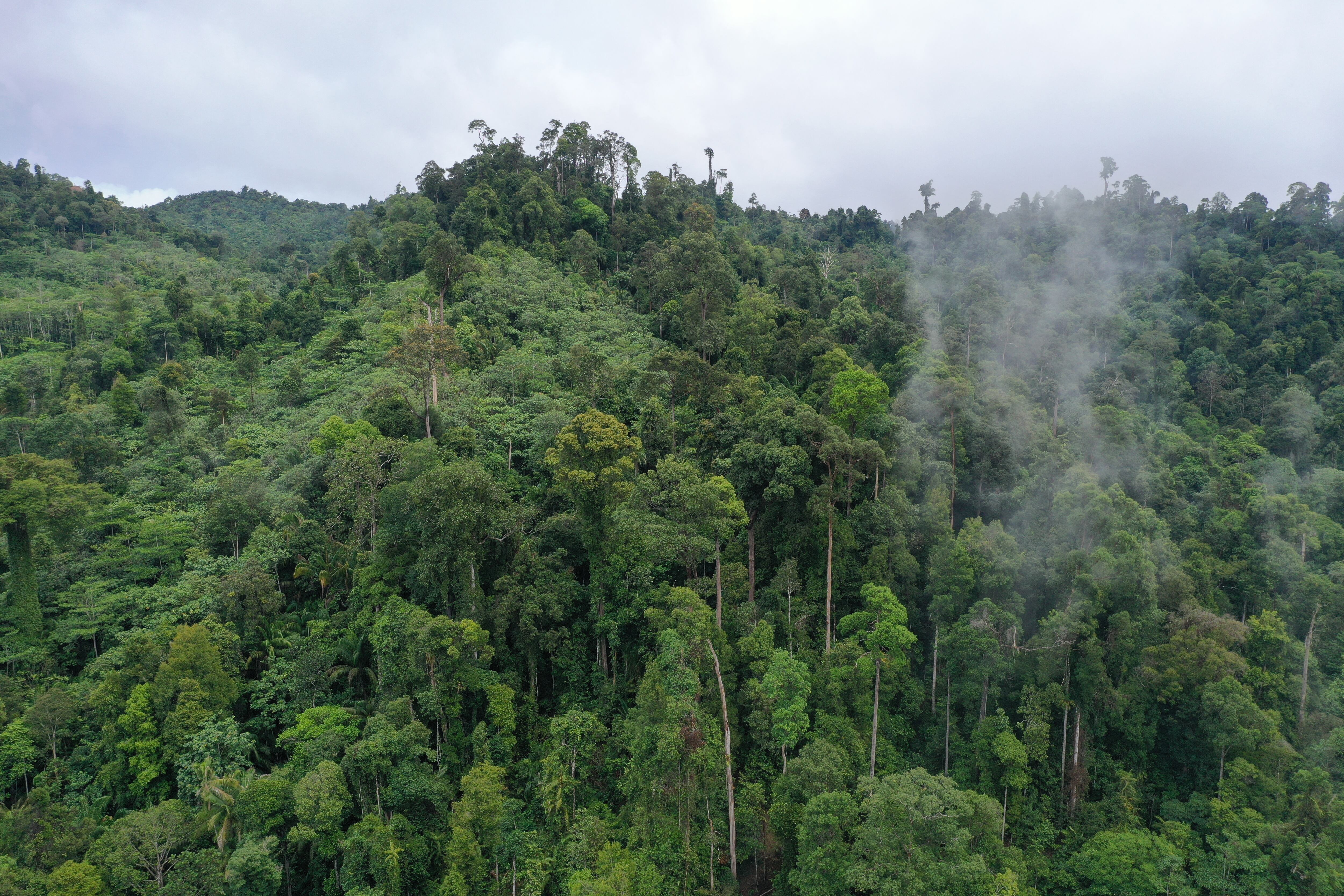 Bosque tropical en Sebatik en la provincia indonesia Kalimantan norte, isla de Borneo. Este ecosistema forma parte de la selva más antigua del planeta, de 130 millones de años, y es vital para el clima y la biodiversidad.