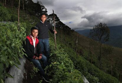 Gregorio y Cornelio Tipol son otros dos jóvenes productores. Tienen una pequeña finca que cada vez se extiende más y en la que cultivan frijoles y milpa (maíz) principalmente; dos ingredientes imprescindibles en el menú diario de cualquier guatemalteco. La Ley de Alimentación Escolar, aprobada en 2017, está pensada para borrar dos grandes sombras del país: la empobrecida economía del sector primario y las elevadísimas tasas de inseguridad alimentaria. En Guatemala, uno de cada dos niños padece desnutrición crónica, según datos de Acción contra el Hambre y Unicef.