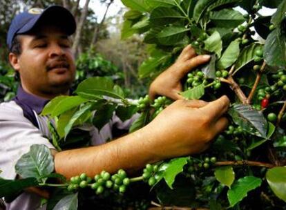Un agricultor examina los granos de café en una plantación de la provincia colombiana de Santander.