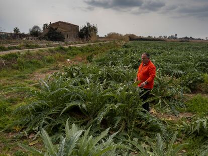 Xavier Oliva en su campo de alcachofas de El Prat de Llobregat