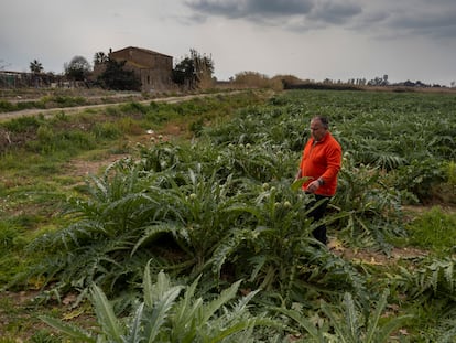 Xavier Oliva en su campo de alcachofas de El Prat de Llobregat