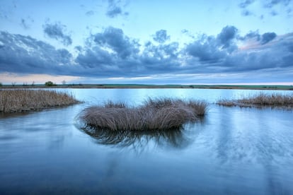 La gran laguna esteparia que desapareció en 1968 para abrir nuevas tierras de cultivo es, tras un proceso de recuperación que se gestó a principios de los noventa, una laguna somera de unos 35 centímetros de profundidad, completamente artificial, gestionada por la Consejería de Medio Ambiente de la Junta de Castilla y León. El agua, procedente del canal de Castilla, es introducida todos los años, en el mes de octubre, por los técnicos de Medio Ambiente, para imitar, dentro de lo posible, el ciclo natural: inundación en otoño e invierno y desecación durante el verano. A la laguna de la Nava, o Mar de Campos, llegan cada año entre 12.000 y 15.000 ejemplares de ánsares; acoge a cerca de 260 especies diferentes de aves.